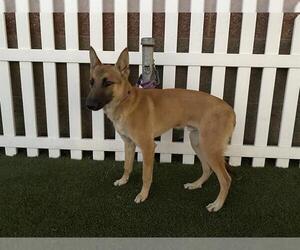 Medium Photo #1 Mutt Puppy For Sale in Modesto, CA, USA