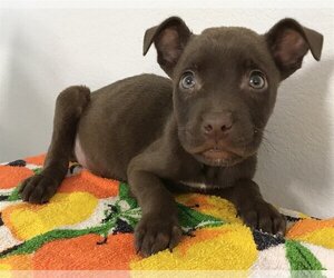 Labrador Retriever-Unknown Mix Dogs for adoption in Phoenix , AZ, USA