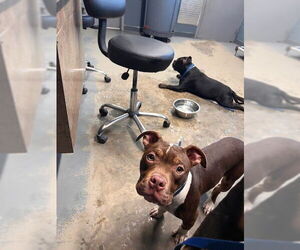 American Staffordshire Terrier Dogs for adoption in Tallahassee, FL, USA