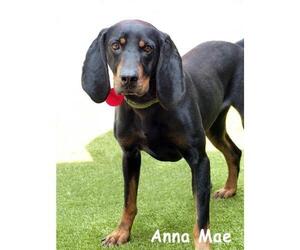 Black and Tan Coonhound Dogs for adoption in Mason, MI, USA