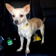 Chihuahua-Unknown Mix Dogs for adoption in Kent, OH, USA