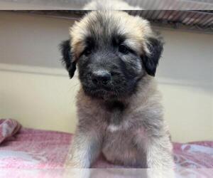 Shepradors Dogs for adoption in Orange, CA, USA