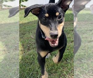 Basschshund Dogs for adoption in Sanford, FL, USA