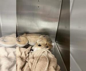 Labrador Retriever-Unknown Mix Dogs for adoption in Waco, TX, USA