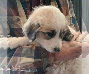 Great Pyrenees Dogs for adoption in Vail, AZ, USA