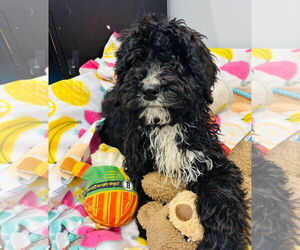 Bernedoodle Dogs for adoption in Princeton, MN, USA
