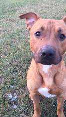 American Staffordshire Terrier-Unknown Mix Dogs for adoption in Crown Point, IN, USA