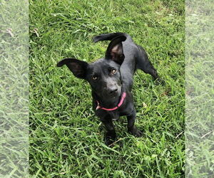 Dachshund-Unknown Mix Dogs for adoption in Oakhurst, NJ, USA