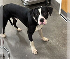 Labrador Retriever-Unknown Mix Dogs for adoption in Forestville, MD, USA