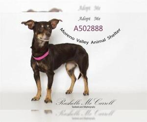Chihuahua-Unknown Mix Dogs for adoption in Moreno Valley, CA, USA