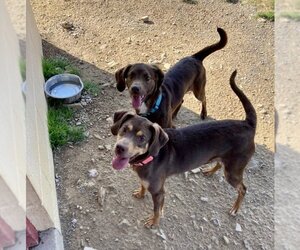 Labrador Retriever-Unknown Mix Dogs for adoption in Augusta, WV, USA