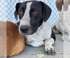Dachshund-Unknown Mix Dogs for adoption in Bakersfield, CA, USA