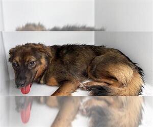 German Shepherd Dog Dogs for adoption in Houston, TX, USA