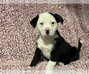 Border Collie-Unknown Mix Dogs for adoption in New Hampton, NY, USA