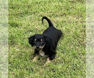 Chiweenie Dogs for adoption in FRAMINGHAM, MA, USA