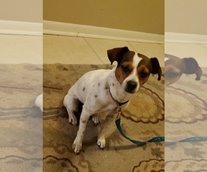 Jack Russell Terrier Dogs for adoption in COLUMBIA, MD, USA