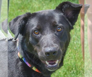 German Shepherd Dog-Unknown Mix Dogs for adoption in Huntley, IL, USA