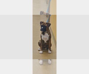 Boxer Dogs for adoption in Austin, TX, USA