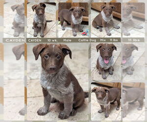 Mutt Dogs for adoption in Mesa, AZ, USA