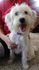 Maltipoo Dogs for adoption in Fort Wayne, IN, USA