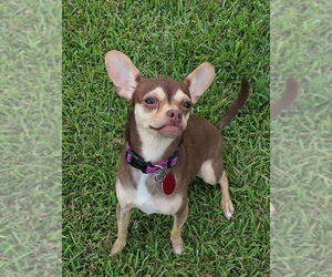 Chihuahua-Unknown Mix Dogs for adoption in Caribou, ME, USA