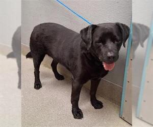 Labrador Retriever-Unknown Mix Dogs for adoption in Las Vegas, NV, USA