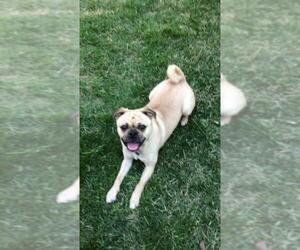 Puggle Dogs for adoption in COLUMBIA, MD, USA