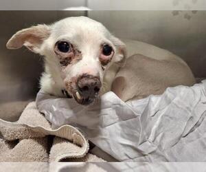 Chihuahua Dogs for adoption in Bakersfield, CA, USA
