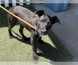 American Pit Bull Terrier-Unknown Mix Dogs for adoption in Modesto, CA, USA