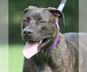 Mastiff-Unknown Mix Dogs for adoption in North Fort Myers, FL, USA