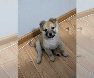 Eurasier-German Shepherd Dog Mix Dogs for adoption in Chandler, AZ, USA