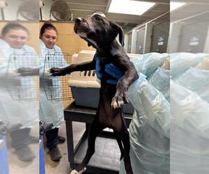 Border Collie-Unknown Mix Dogs for adoption in Stockton, CA, USA