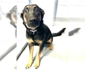 German Shepherd Dog-Unknown Mix Dogs for adoption in Visalia, CA, USA