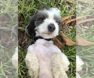 Havanese Dogs for adoption in Weston, FL, USA