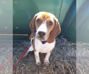 Beagle Dogs for adoption in Ceres, VA, USA
