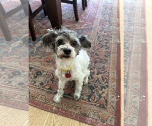 Shih Tzu-Unknown Mix Dogs for adoption in Tempe , AZ, USA