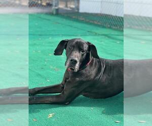 Great Dane Dogs for adoption in Valrico, FL, USA