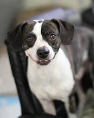 Boglen Terrier Dogs for adoption in Fort Lauderdale, FL, USA