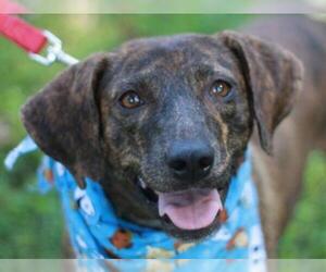 Mountain Cur Dogs for adoption in Cookeville, TN, USA