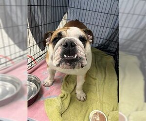 Bulldog Dogs for adoption in Rosenberg, TX, USA