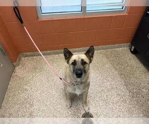 German Shepherd Dog Dogs for adoption in Pueblo, CO, USA