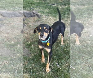 American Pit Bull Terrier-Unknown Mix Dogs for adoption in Sandy, UT, USA