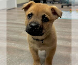 Black Mouth Cur-Unknown Mix Dogs for adoption in Bristol, CT, USA