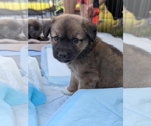 Border Collie Dogs for adoption in Holly Springs, NC, USA