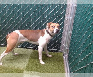 Mutt Dogs for adoption in Downey, CA, USA