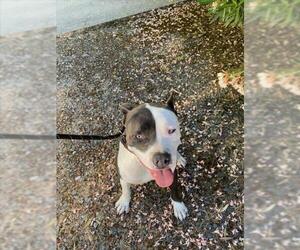American Pit Bull Terrier-Unknown Mix Dogs for adoption in Woodland, CA, USA