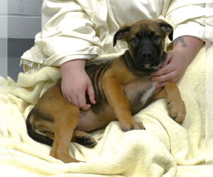 Mastiff-Unknown Mix Dogs for adoption in Pittsburgh, PA, USA