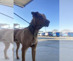 Vizsla Dogs for adoption in Bakersfield, CA, USA