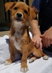 Beago Dogs for adoption in SHERBURNE, NY, USA