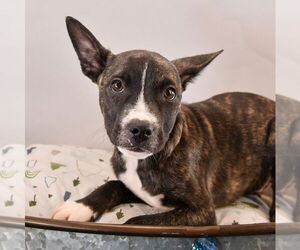 Boxer-Unknown Mix Dogs for adoption in Sheridan, CO, USA